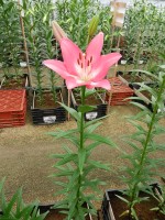 [5059 Arbatax No02.JPG]